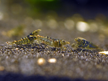 Sulawesi Algengarnele, Caridina pareparensis parvidentata 